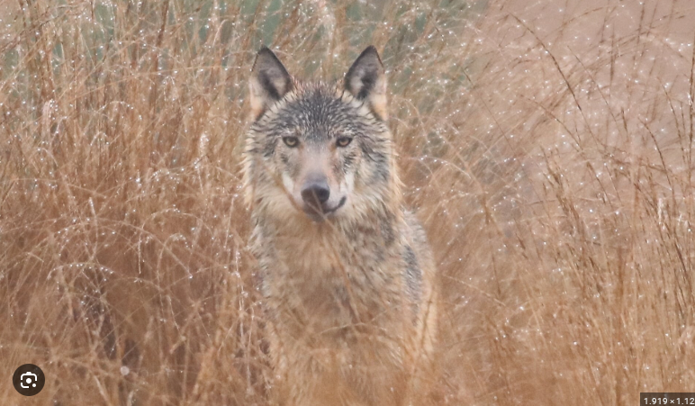Wolf